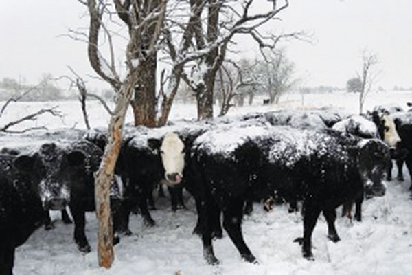 Watch outfor Livestock_Babyitscoldoutsidephoto3